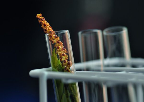 Forskningsfonden pollen i provrör