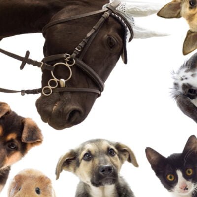 Kombinerat pälsdjursvaccin