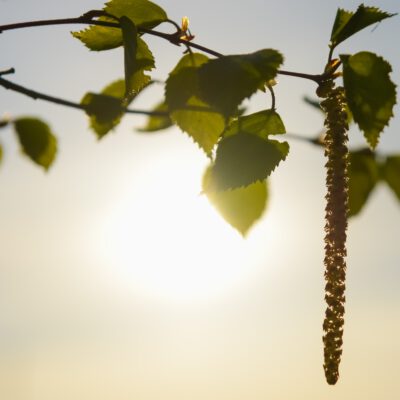 Foto på björk som symboliserar pollen