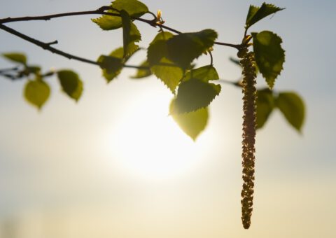 Foto på björk som symboliserar pollen