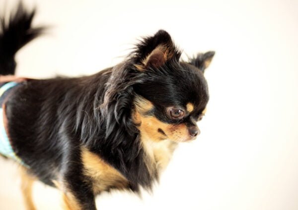 Dog are standing in pet shop.