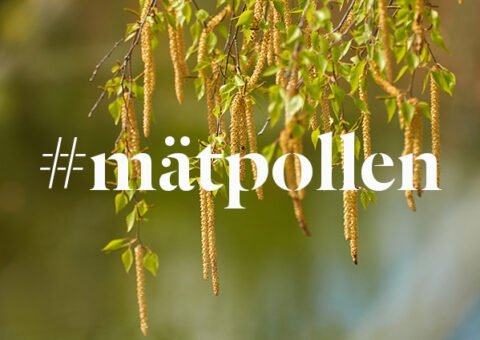 #mätpollen