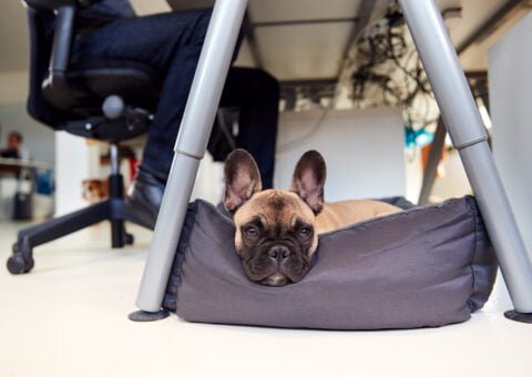 Hund på jobbet
