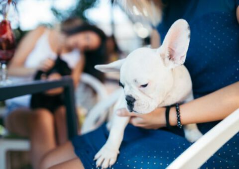 Hur kan du som hundägare eller näringsidkare underlätta för personer med svår pälsdjursallergi?